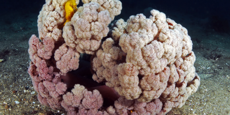 Австралийцы устраивают “отели” для морских коньков, чтобы спасти этот вид (ВИДЕО)