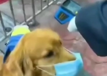 В Китае пес в маске ходит за покупками вместо хозяина (ВИДЕО)