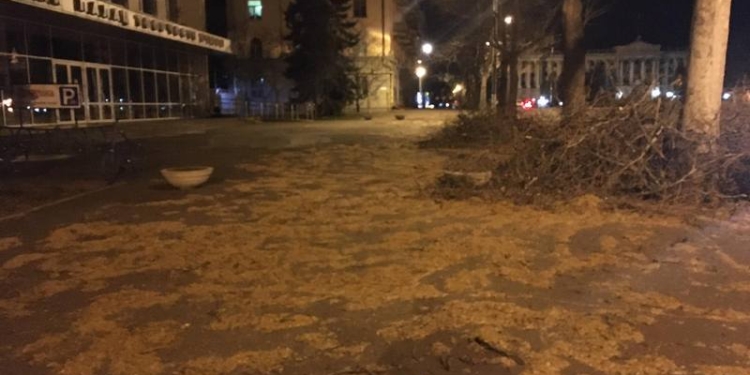 Привет аллергикам: в центре Николаева обрезали платаны и «усыпали» Адмиральскую их колючками (ФОТО)