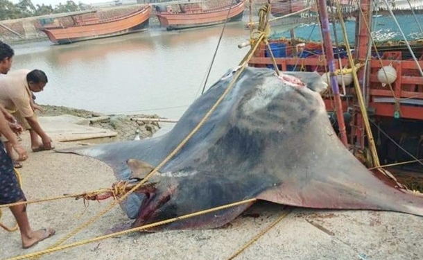 Огромного 900-килограммового ската поймали в Индии (ВИДЕО)