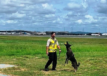 Уволенному из полиции за дружелюбие псу нашли другую работу (ФОТО)