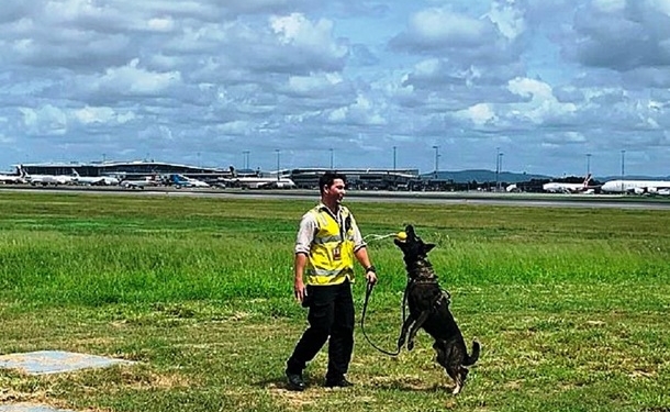 Уволенному из полиции за дружелюбие псу нашли другую работу (ФОТО)