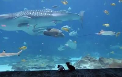 В США щенков из приюта пустили погулять в океанариум