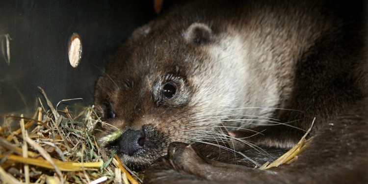 Выдры из Николаевского зоопарка поехали в Швейцарию (ФОТО)