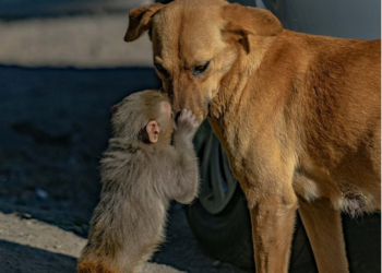 Собака усыновила осиротевшую обезьяну (ФОТО, ВИДЕО)