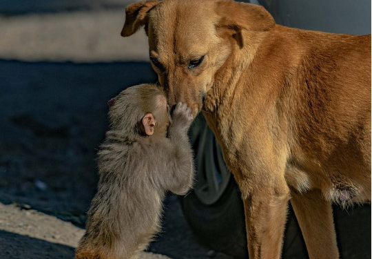 Собака усыновила осиротевшую обезьяну (ФОТО, ВИДЕО)