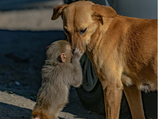 Собака усыновила осиротевшую обезьяну (ФОТО, ВИДЕО) 7
