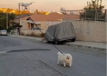 Как выгуливать собак на карантине: хозяин отправляет со шпицем на улицу дрон  (ВИДЕО)