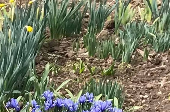 Николаевцы просят опознать «кавалера», который наворовал цветов с клумбы на Садовой (ФОТО, ВИДЕО)