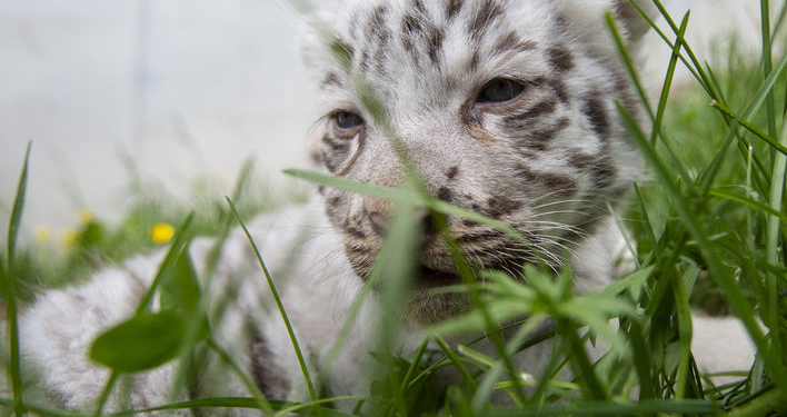 Бенгальскому тигренку, который родился в мексиканском зоопарке, дали имя Ковид (ВИДЕО)