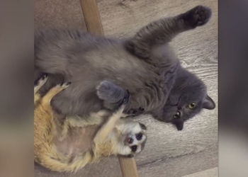 Кошка может, кошка может все, что угодно. Даже приручить суриката (ВИДЕО)