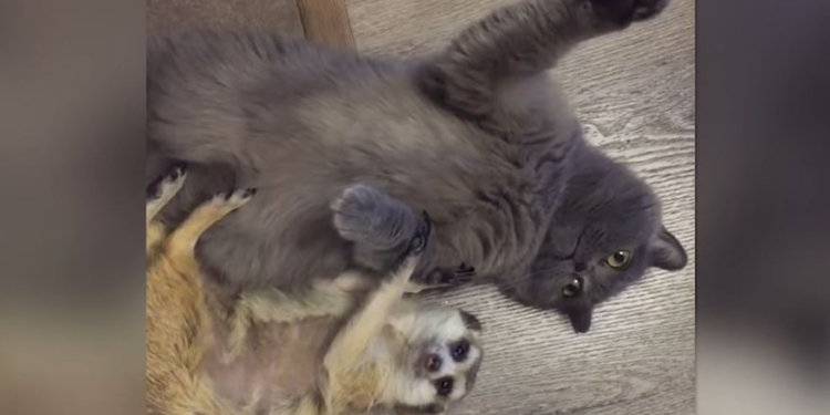 Кошка может, кошка может все, что угодно. Даже приручить суриката (ВИДЕО)