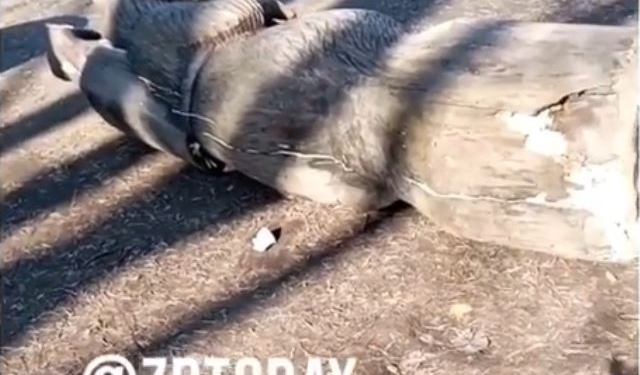 В Запорожье погибла девочка – на нее в парке упал деревянный медведь (ВИДЕО)