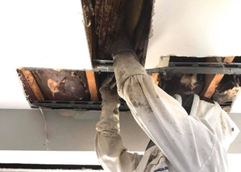 Огромный улей построили пчелы в многоквартирном доме – под потолком нашли 45 кг меда (ФОТО, ВИДЕО)