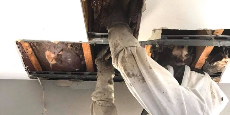 Огромный улей построили пчелы в многоквартирном доме – под потолком нашли 45 кг меда (ФОТО, ВИДЕО)