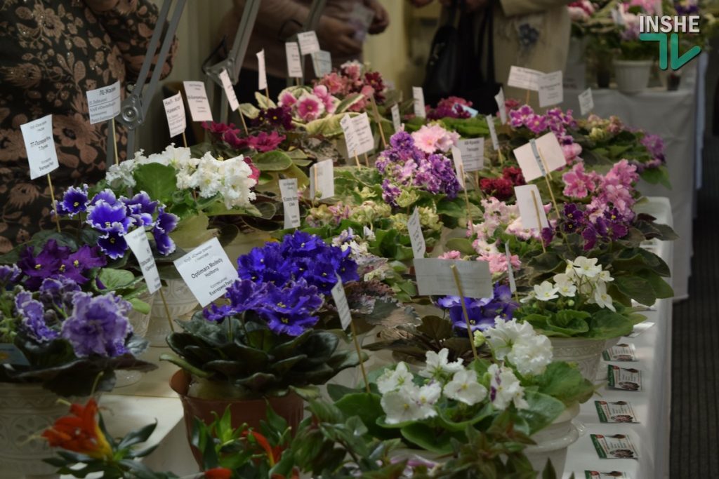 В виставковій залі Миколаєва напередодні 8-го березня знов квітнуть фіалки (ФОТО) 29