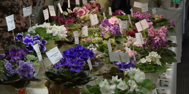 В виставковій залі Миколаєва напередодні 8-го березня знов квітнуть фіалки (ФОТО)