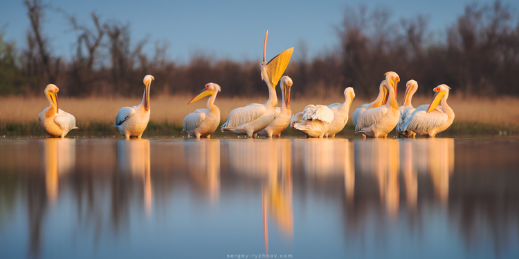 На Николаевщине в «Белобережье Святослава» прилетели первые пеликаны – почти на месяц раньше, чем в прошлом году (ФОТО)