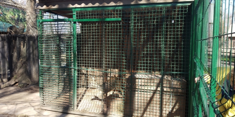 Николаевский зоопарк рассказал, что у спасенной косули Сережки появилась подруга Незабудка