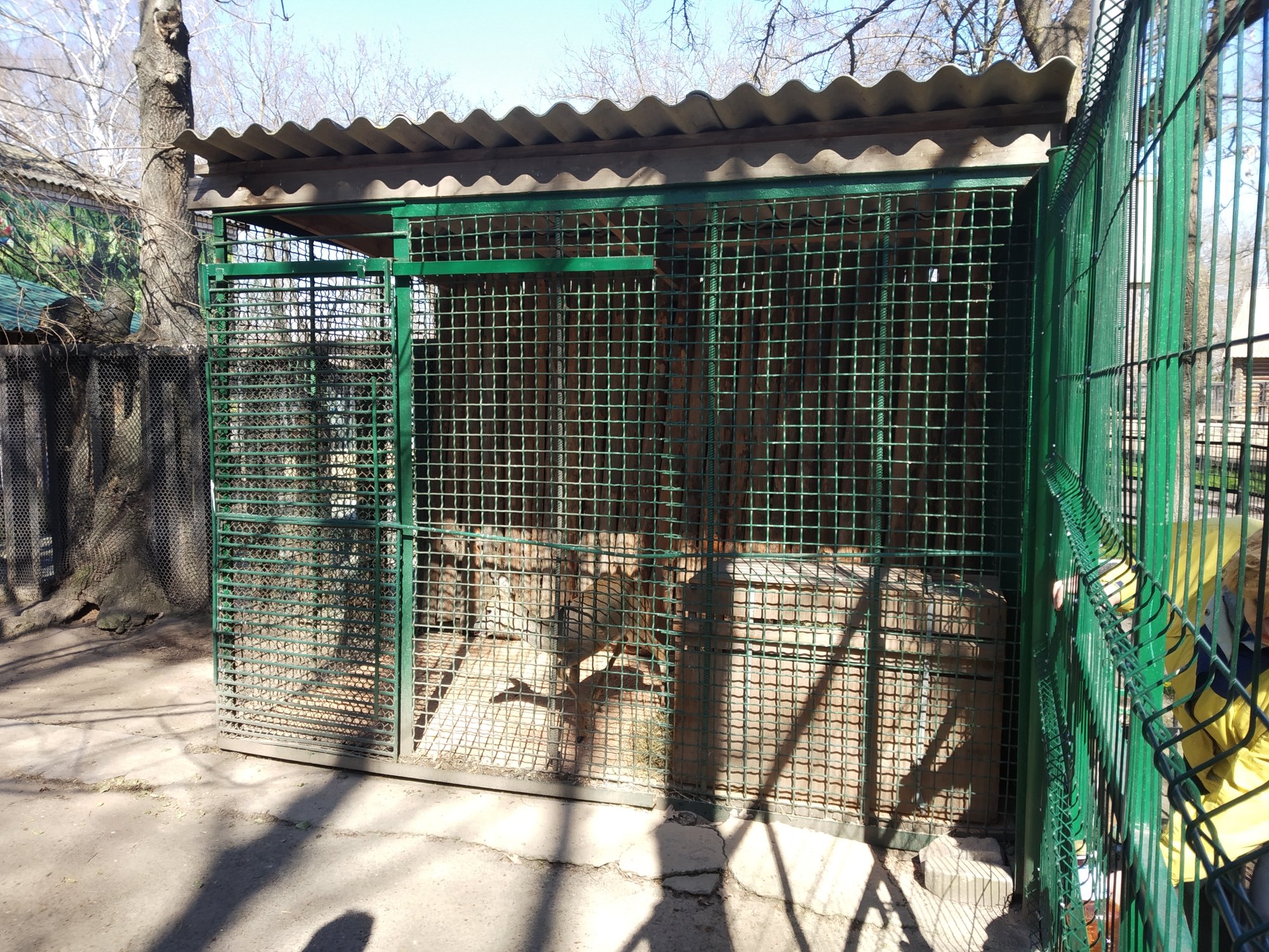 Николаевский зоопарк рассказал, что у спасенной косули Сережки появилась подруга Незабудка