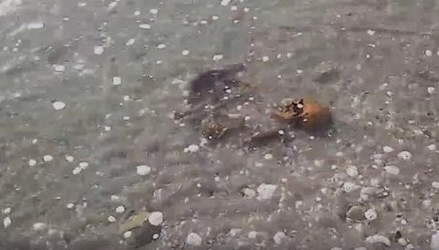 На Кинбурнской косе на берег вынесло человеческие останки – ученый считает, что это французские военные, погибшие в середине XIX века (ФОТО, ВИДЕО)