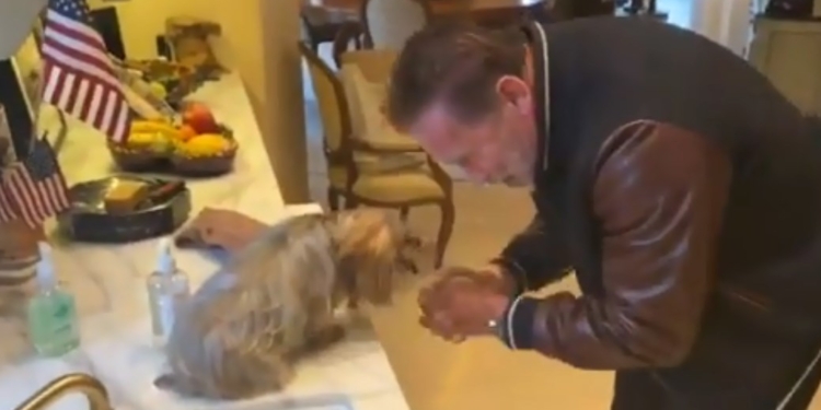 Шварценеггер тоже сидит дома, но ему не скучно: он учит собаку мыть руки и кормит морковкой ослика и пони (ВИДЕО)