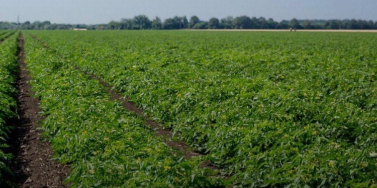 В этом году Агрофьюжн увеличит площадь под томатами на 7%