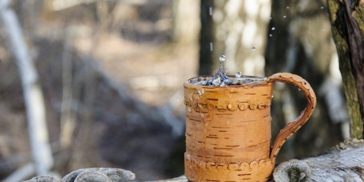 Чистый маркетинг. Как буковинские фермеры продают березовый сок иностранцам