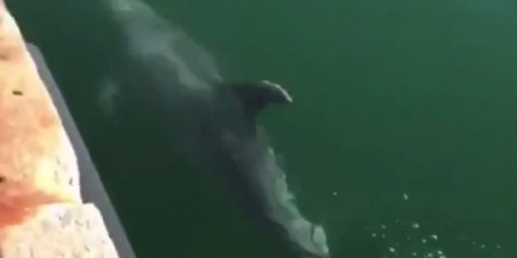 Природа карантину рада – в каналы Венеции заплыли дельфины (ВИДЕО)