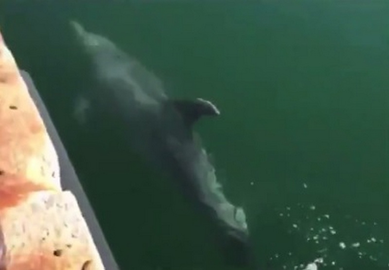 Природа карантину рада - в каналы Венеции заплыли дельфины (ВИДЕО) 1