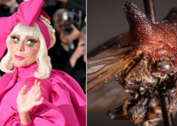 Kaikaia gaga: в честь Леди Гаги назвали новый вид очень ярких рогатых цикад (ВИДЕО)