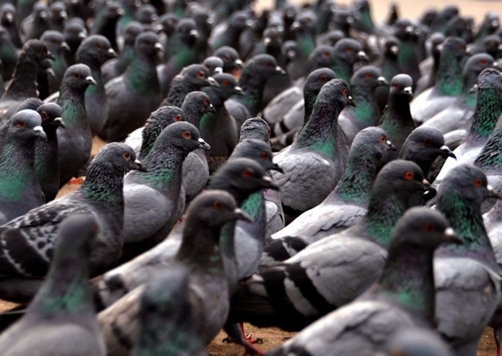 Оголодавшие без туристов голуби в Испании гоняются за редкими прохожими (ВИДЕО) 1