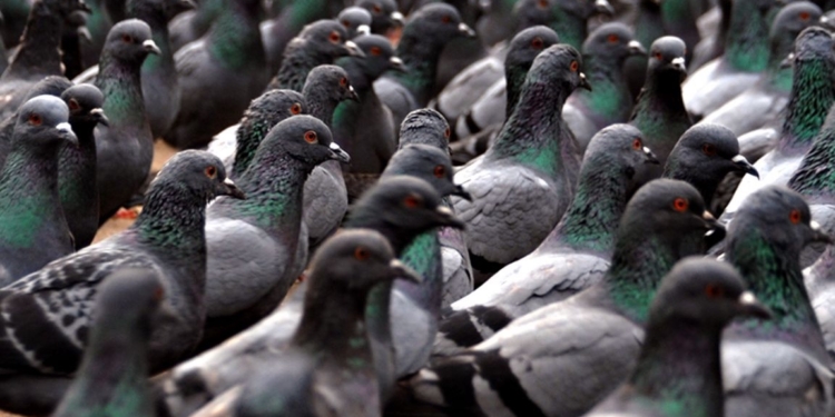 Оголодавшие без туристов голуби в Испании гоняются за редкими прохожими (ВИДЕО)