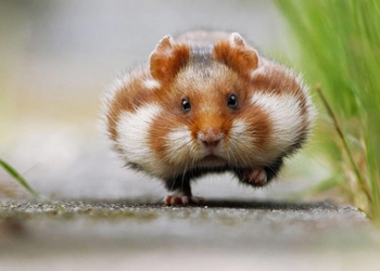 К чему приводит самоизоляция: хомяка приспособили заряжать смартфон (ВИДЕО)