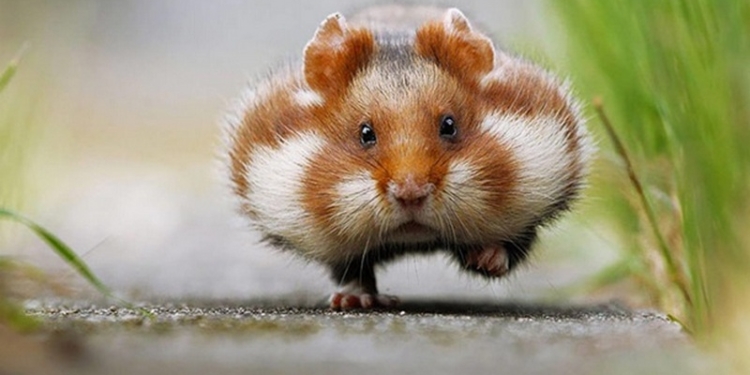 К чему приводит самоизоляция: хомяка приспособили заряжать смартфон (ВИДЕО)