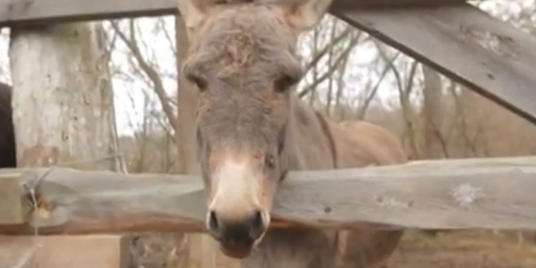 Ослов в Украине много, а молока от них мало, вот и стоит оно баснословно дорого (ВИДЕО)
