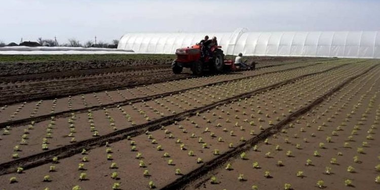 Карантин. Фермеры юга Украины кооперируются и зарабатывают (ФОТО)