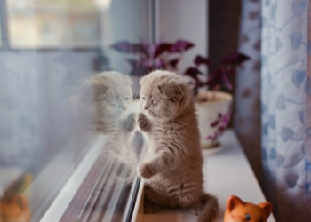 Сегодня в Украине без осадков, температура до +10