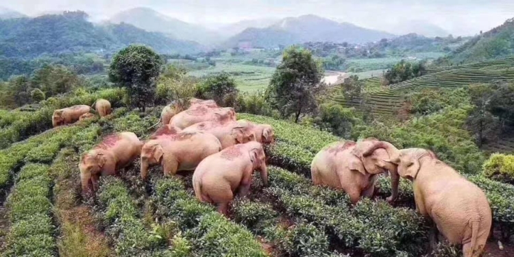 В Китае дикие слоны искали в деревне еду, а нашли запасы вина (ФОТО)