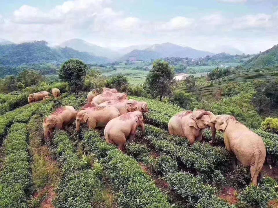 В Индии молния убила стадо слонов 1