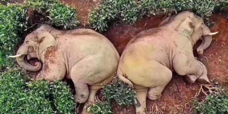 В Китае дикие слоны искали в деревне еду, а нашли запасы вина (ФОТО)