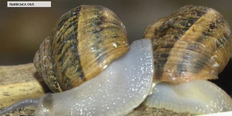 Как украинцы зарабатывают на улитках? Экспортируют, сдают в рестораны и делают консервы (ВИДЕО)