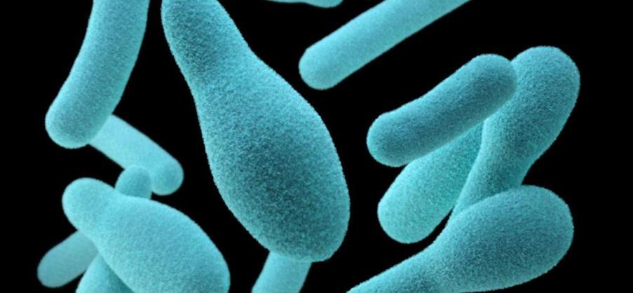 Немецкие ученые нашли бактерию, которая питается пластиком 1