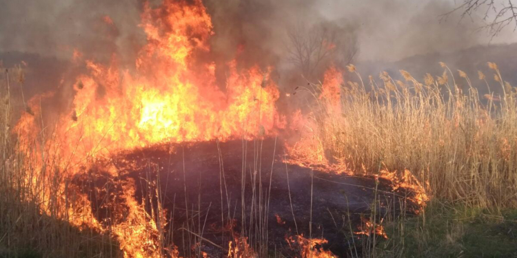 На Николаевщине сгорело 2,5 га камыша (ФОТО)