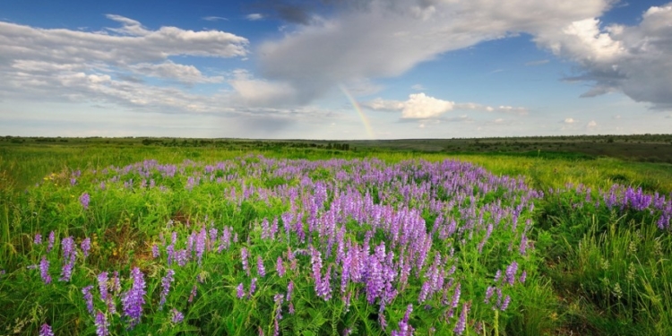 Заповедную “Еланецкую степь” распахали – ради выращивания подсолнечника