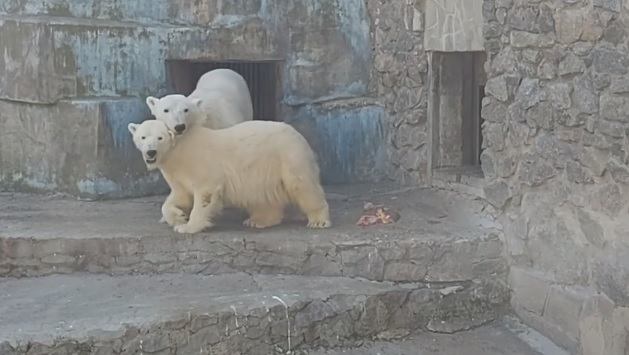 Весна в Николаевском зоопарке: у белых медведей «любовь», а Сметанке надо срочно отдельную "берлогу" (ВИДЕО) 1