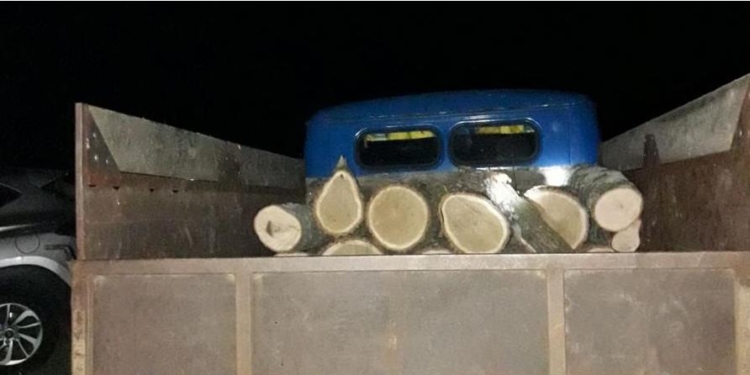 На Николаевщине госэкоинспекторы и полиция выявили очередную незаконную порубку ясеней и дубов