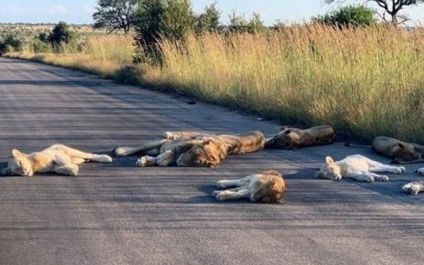 Польза карантина: в старейшем национальном парке ЮАР львы окончательно расслабились от отсутствия людей (ФОТО)