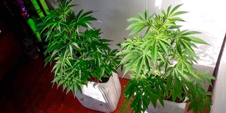 Конопля на подоконнике: на Николаевщине разоблачили горе-агронома (ФОТО)
