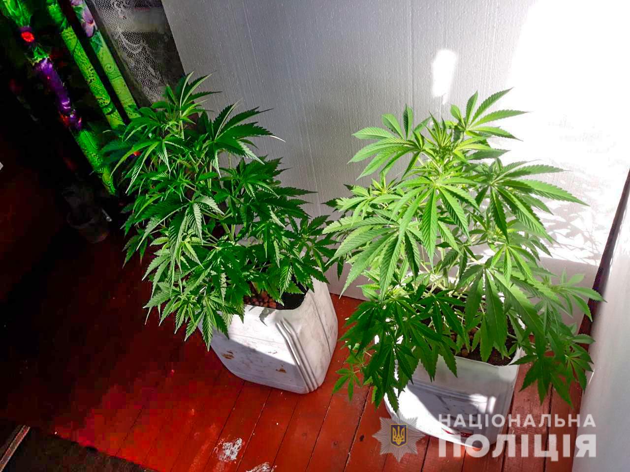 конопля у вазонах